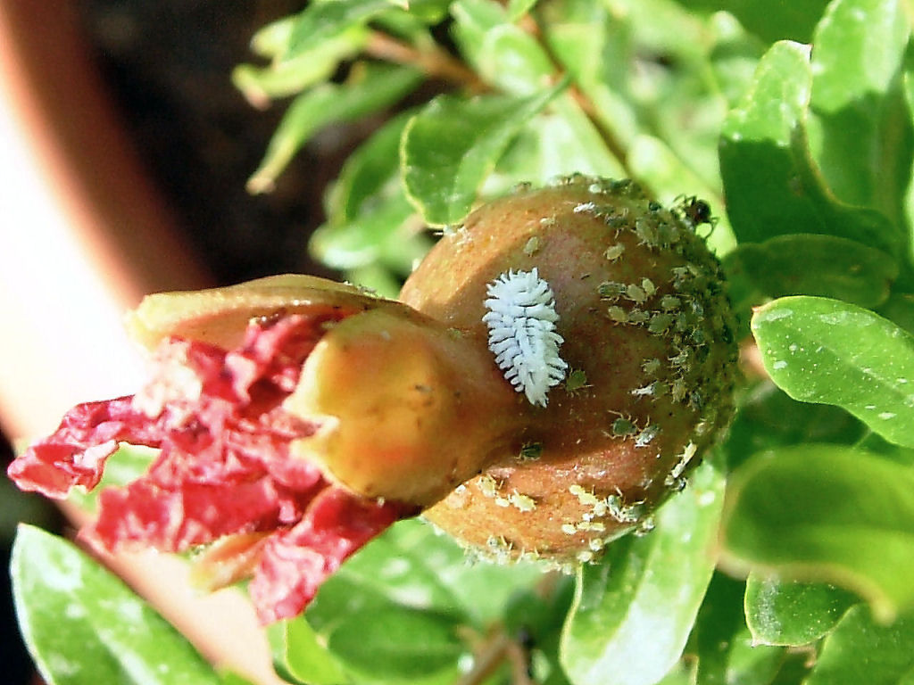 Afidi, formiche e.... larva di Coccinellidae in predazione